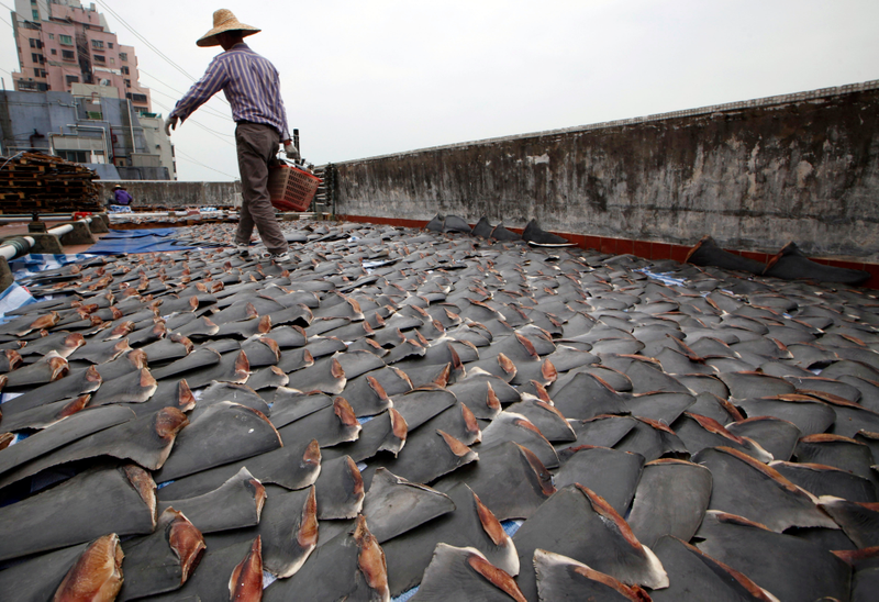 A worker collects pieces of shark fins dried on the rooftop of a factory building in Hong Kong. For centuries, shark fin, usually served as soup, has been a coveted delicacy in Chinese cooking.AP